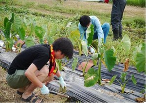 東郷地区 農地除草作業の様子 東郷地区 農地除草作業の様子